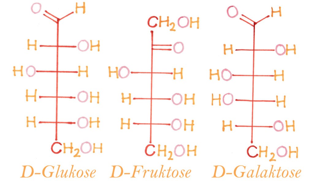 Wie Sind Kohlenhydrate Aufgebaut Wie Sind Kohlenhydrate Aufgebaut