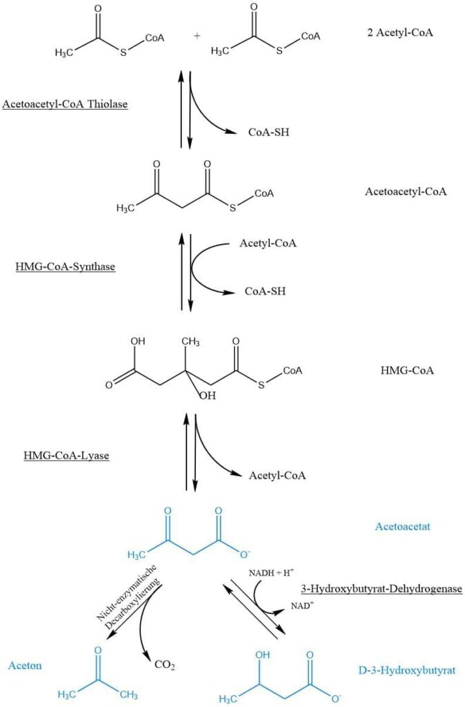 Scientific drawing Ketogenesis, formation of ketone bodies